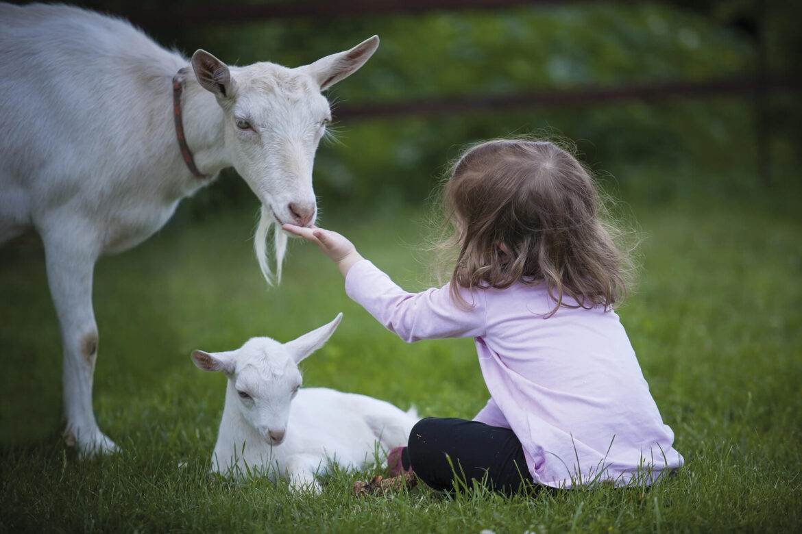 The Science Behind Holle Goat Milk Formula