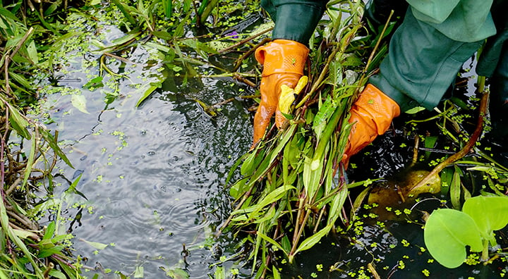 Fall Pond Care