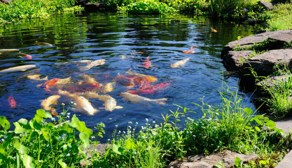 Pond Care