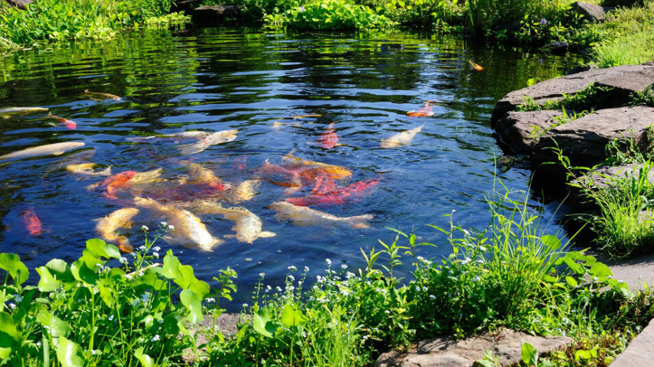 Seasonal Pond Care – How to Keep Your Water Healthy Year-Round