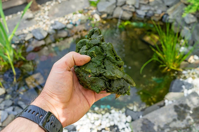 Treat and Control Pond Algae